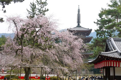 醍醐寺 南門の画像3