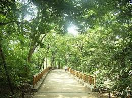 林試の森公園の画像1