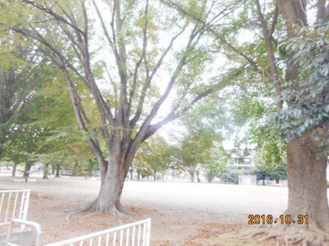 荒川公園の画像1