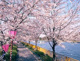 毛馬桜之宮公園の画像