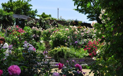 アカオハーブ＆ローズガーデンの画像2