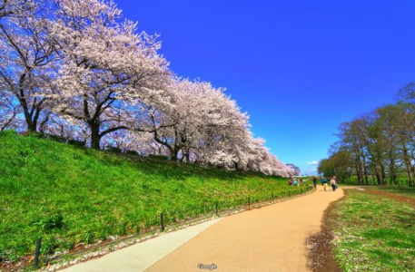 権現堂堤の画像
