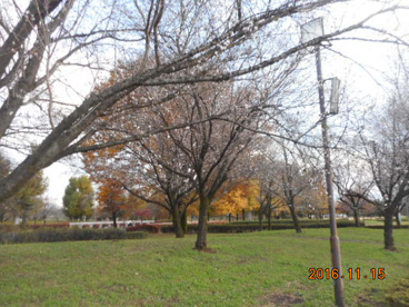 本庄総合公園の画像2