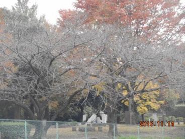 若泉運動公園の画像1