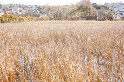 二ツ池公園の画像1