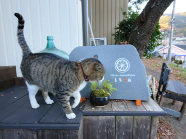 lunch ittaの画像1