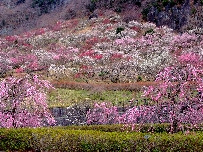 幕山湯河原梅林の画像1