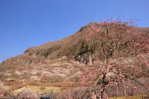 幕山湯河原梅林の画像2