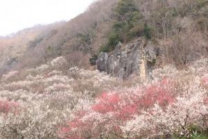 幕山湯河原梅林の画像3