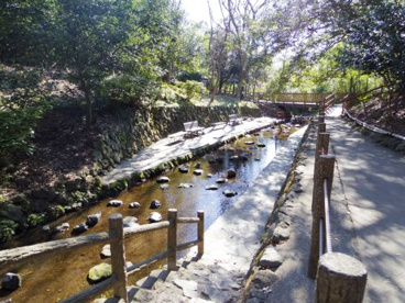  柿田川公園の画像4