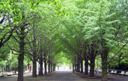 光が丘公園の画像1