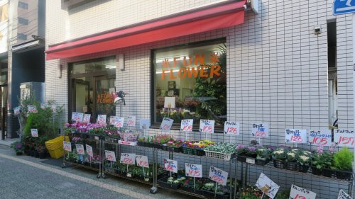 サンフラワーの画像
