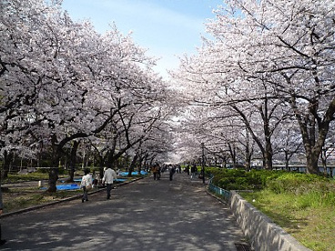 毛馬桜之宮公園の画像1