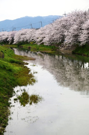 真野川の桜の画像1