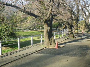 白山公園の画像2
