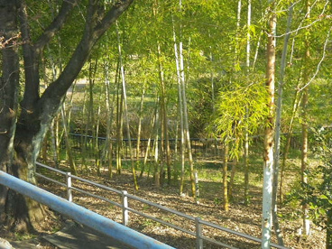 白山公園の画像4