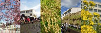 横浜市立荏田小学校の画像1