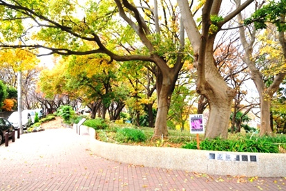 菊名桜山公園の画像1