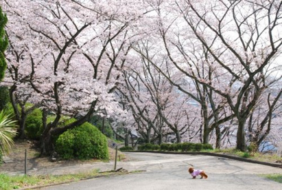五月山公園の画像1