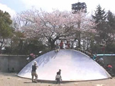 中の島公園