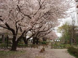さくら公園の画像1