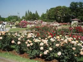 バラ公園