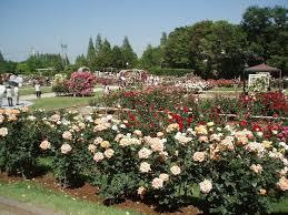 バラ公園の画像1