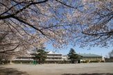 小学校 大砂土東小学校