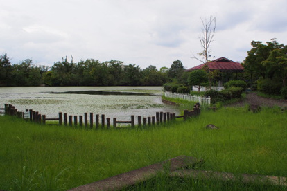 新池公園の画像1