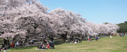 小金井公園の画像1
