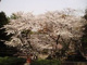 乃木公園の画像