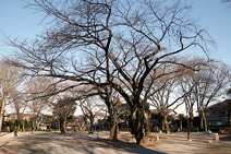 常盤台公園
