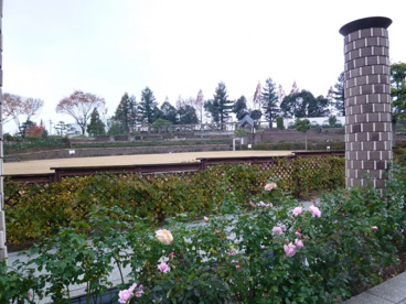 荒牧バラ公園の画像2