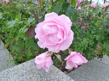 荒牧バラ公園の画像4