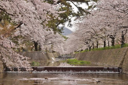 夙川公園の画像5