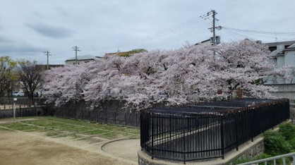  皿池公園の画像3