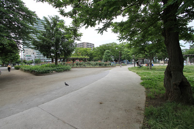 渋江公園の画像2