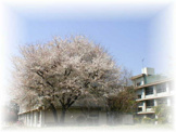 小平市立花小金井小学校