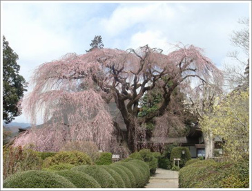 慈雲寺の画像2