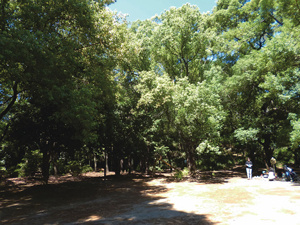 宮崎第4公園の画像1
