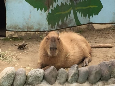 万力公園の画像3