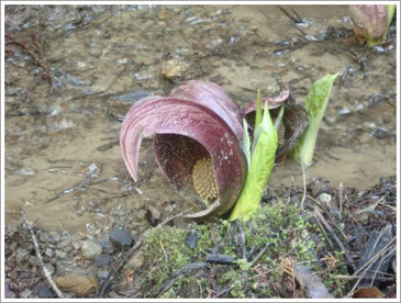 玉宮ざぜん草公園の画像1