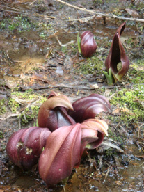 玉宮ざぜん草公園の画像2