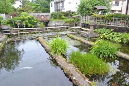 三島梅花藻の里の画像1