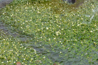 三島梅花藻の里の画像2