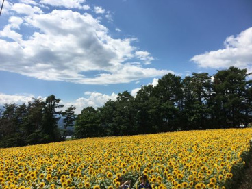 明野のひまわり畑の画像2
