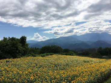 明野のひまわり畑の画像4