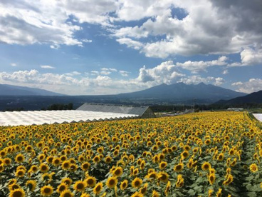 明野のひまわり畑の画像5