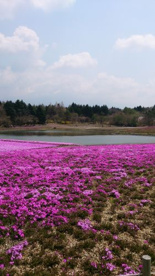 富士芝桜まつりの画像1
