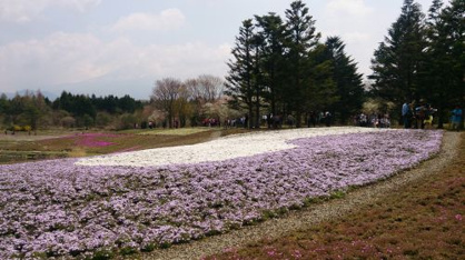 富士芝桜まつりの画像2